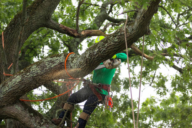 Best Tree Health Inspection  in Stratford, WI